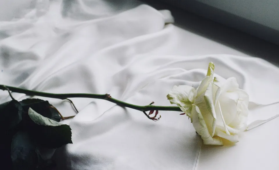 rose-5086924_960_720.jpg