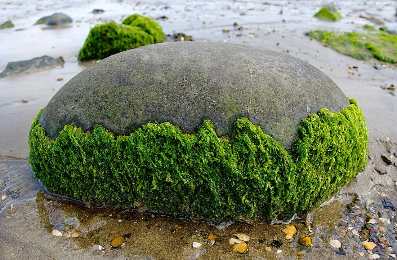 seaweed-g3ca70e604_1280.jpg