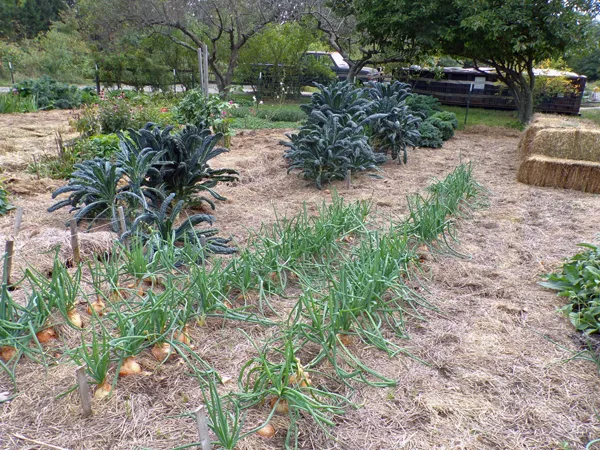 Big garden  Walla onions and kale crop Oct. 2020.jpg