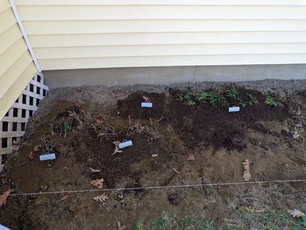 New East - species spiderwort, astilbe, bleeding heart, Jacob's ladder crop March 2021.jpg