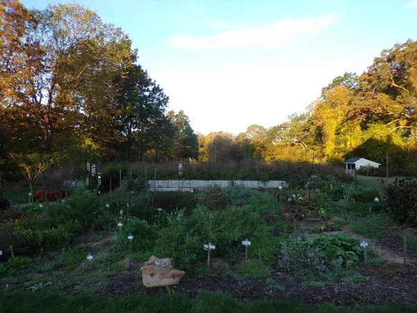 Sun-up on front pasture crop Oct. 2021.jpg