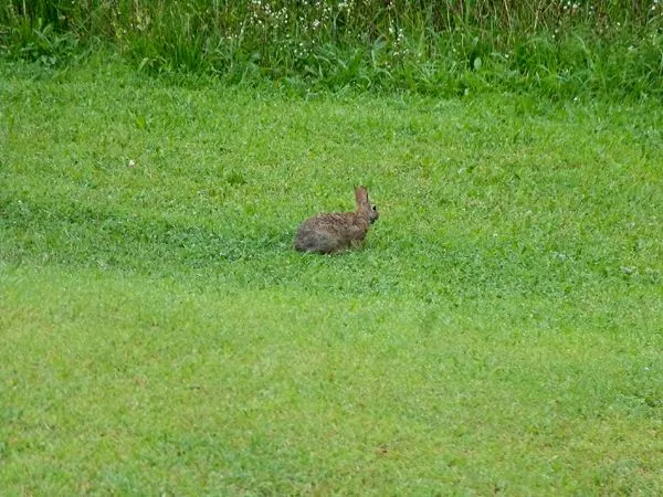 Rabbit crop July 2024.jpg