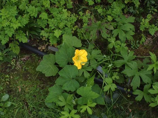 Old North - squash plant crop Sept. 2023.jpg