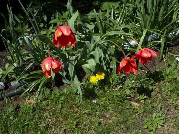 East Shed - fringed tulips open crop May 2021.jpg