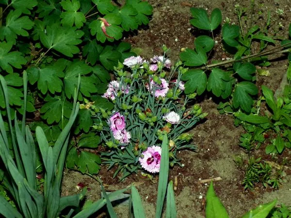 New West - dianthus flowers crop May 2024.jpg