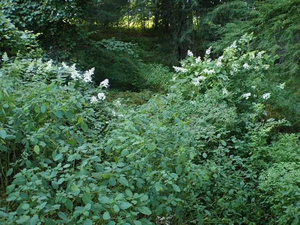 White flowers in swamp crop August 2022.jpg