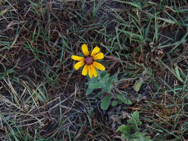 Little black-eyed susan crop August 2022.jpg