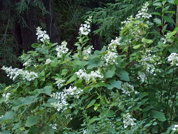 White flowers in swamp close-up crop August 2022.jpg