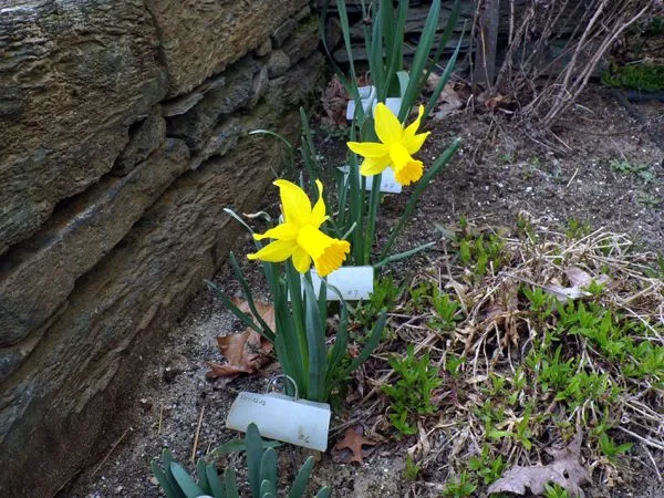 East of Steps - 2 daffs open crop April 2023.jpg