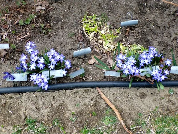 East Shed - 5. and 8. chiondoxa flowers crop April 2023.jpg