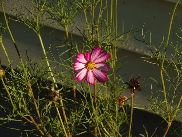 New South - cosmos flower crop Sept. 2023.jpg