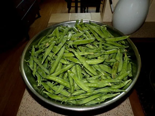 Green peas - big bowl crop July 2024.jpg