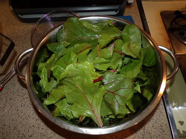 Beet greens - ready to blanch crop August 2022.jpg