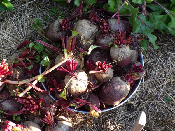 Beet harvest2 crop August 2022.jpg