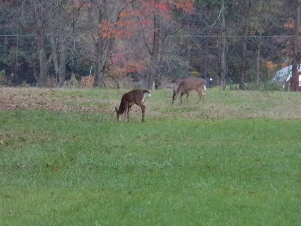 Deer2 crop Oct. 2021.jpg