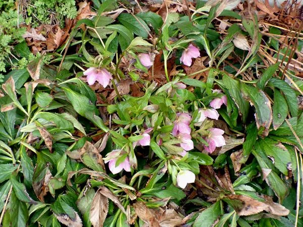 New North - hellebore2 crop March 2024.jpg