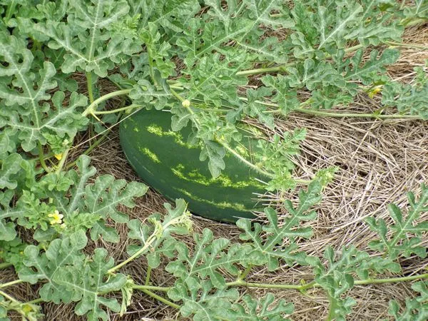 Small garden - Tender Sweet Orange watermelon crop August 2022.jpg