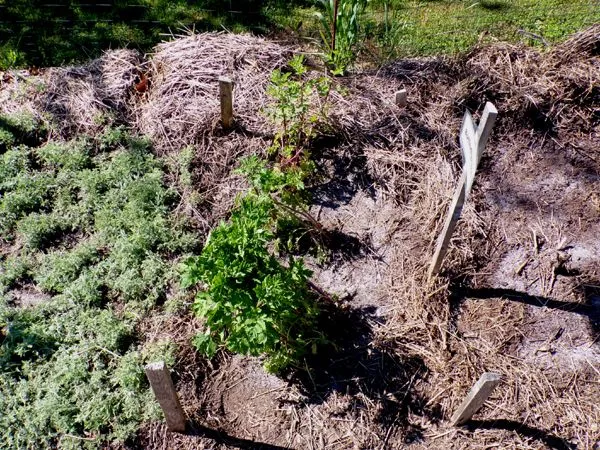 New Herb - Row 1, feverfew crop May 2024.jpg