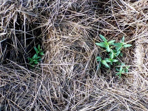 New Herb - Row 5, yellow dotted mint crop July 2024.jpg