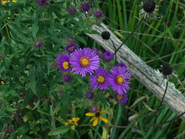 Third Fence - purple NE asters crop Sept. 2023.jpg