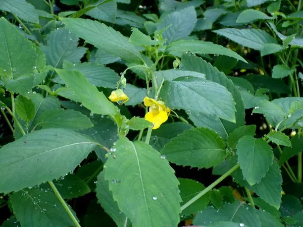 Yellow jewelweed - flower crop July 2024.jpg