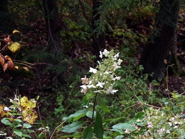 Swamp flower, pink crop Oct. 2023.jpg