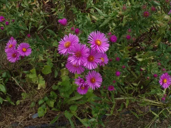 First Fence - pink NE asters crop Sept. 2023.jpg