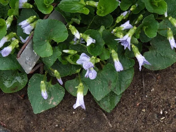 East Shed - freckles violets crop April 2023.jpg