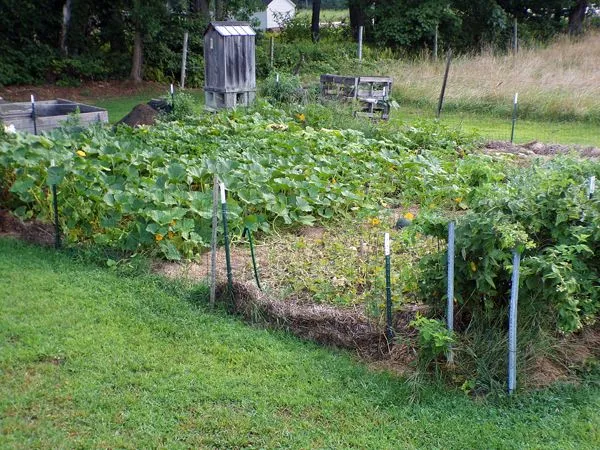 Small garden crop late August 2022.jpg