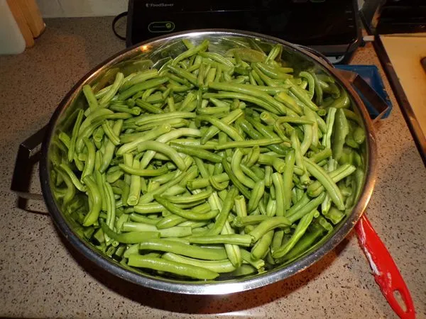 Green beans ready to blanch crop August 2022.jpg