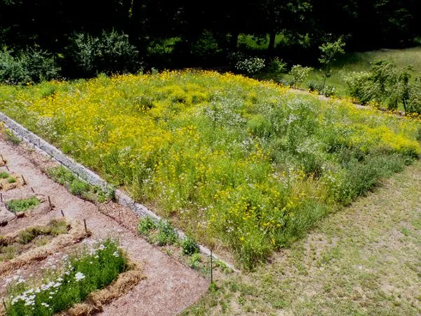 Wildflowers crop June 2024.jpg