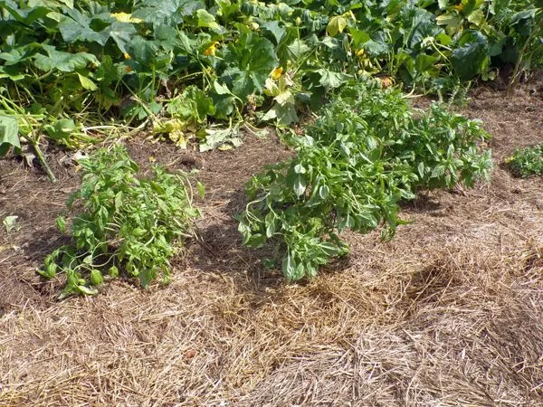 Big garden - basil crop August 2021.jpg