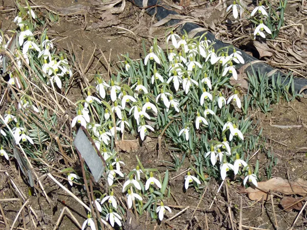 West garden - bees on snowdrops crop March 2021.jpg