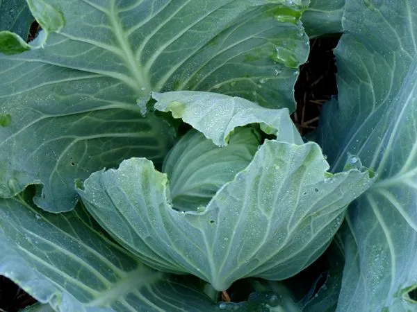 Big garden - cabbage head crop July 2024.jpg