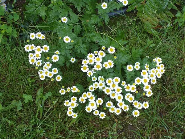 New North - feverfew crop June 2021.jpg