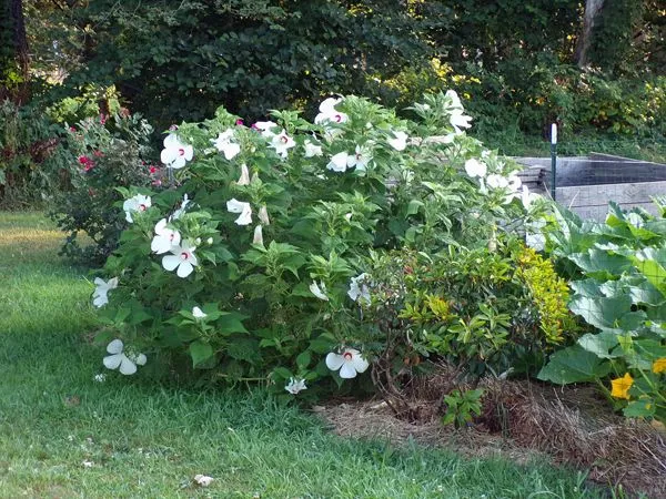 Hibiscus - full flower crop August 2022.jpg