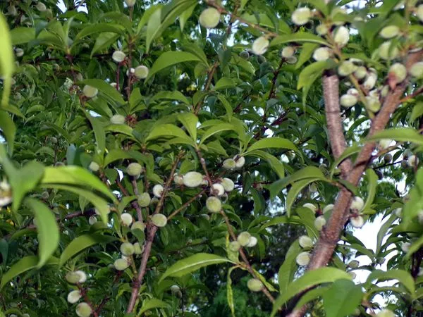 Little trees - 9. Contender peaches crop May 2024.jpg