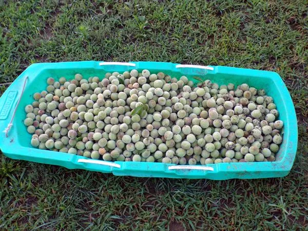 Little Trees - 9.Contender peaches discarded crop June 2024.jpg