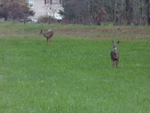 Deer4 crop Oct. 2021.jpg