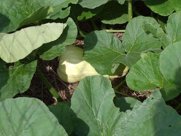 Small garden - butternut crop August 2021.jpg