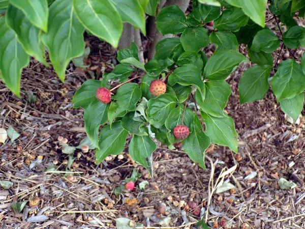 Kousa - fruit crop Sept. 2023.jpg