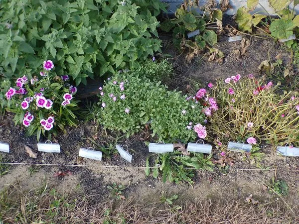 New South - dianthus, multi wallflowers, portulaca, catnip, hollyhocks crop Oct. 2021.jpg