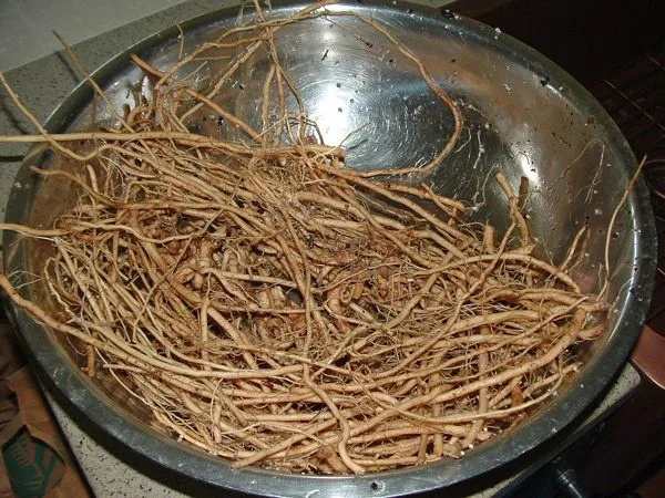 Ashwagandha roots crop Sept. 2022.jpg