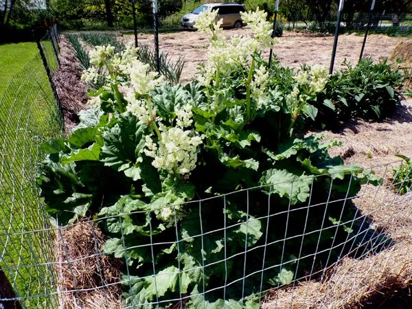 Big garden - rhubarb flowers2 crop May 2024.jpg