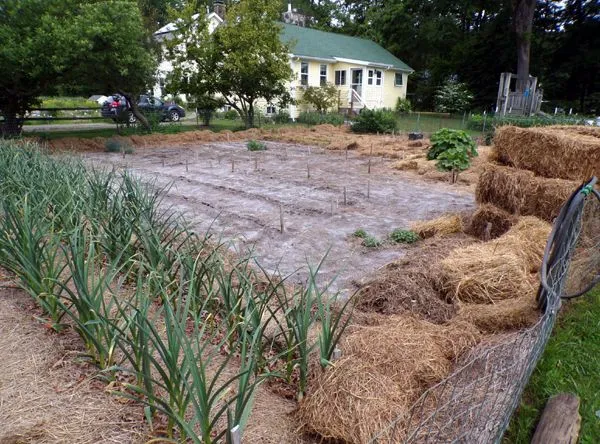 Big garden - rest ready to plant2 crop June 2023.jpg