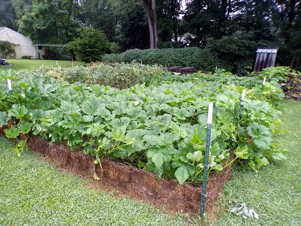 Small garden crop July 2024.jpg