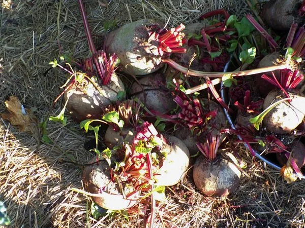 Beet harvest1 crop August 2022.jpg