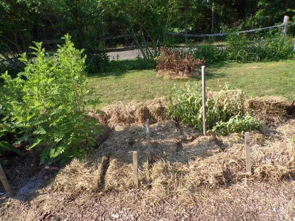 New Herb - Row 1, mulch2 crop June 2021.jpg