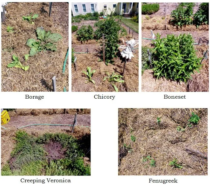 New Herb - Row 2, plant collage1 text crop June 2024.jpg