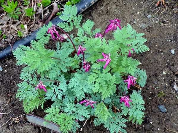 North Corner - Dutchman's breeches crop April 2023.jpg